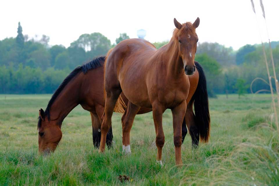 Livestock Veterinarian in Horseheads, NY Livestock Veterinarian in Horseheads, NY