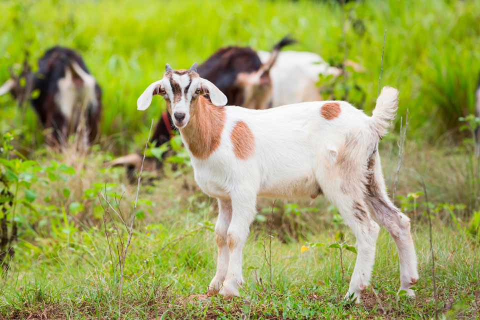 Horseheads, NY Veterinary Care Services Horseheads, NY Veterinary Care Services