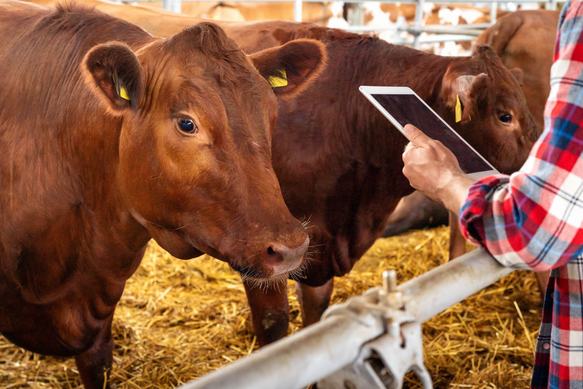 Horseheads, NY Livestock Veterinarian Horseheads, NY Livestock Veterinarian