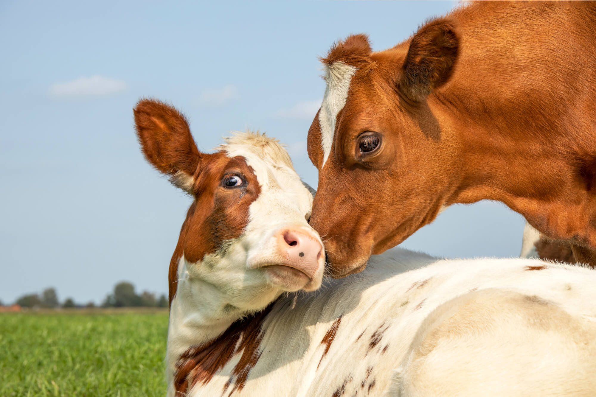 Livestock Veterinarian in Horseheads, NY Livestock Veterinarian in Horseheads, NY