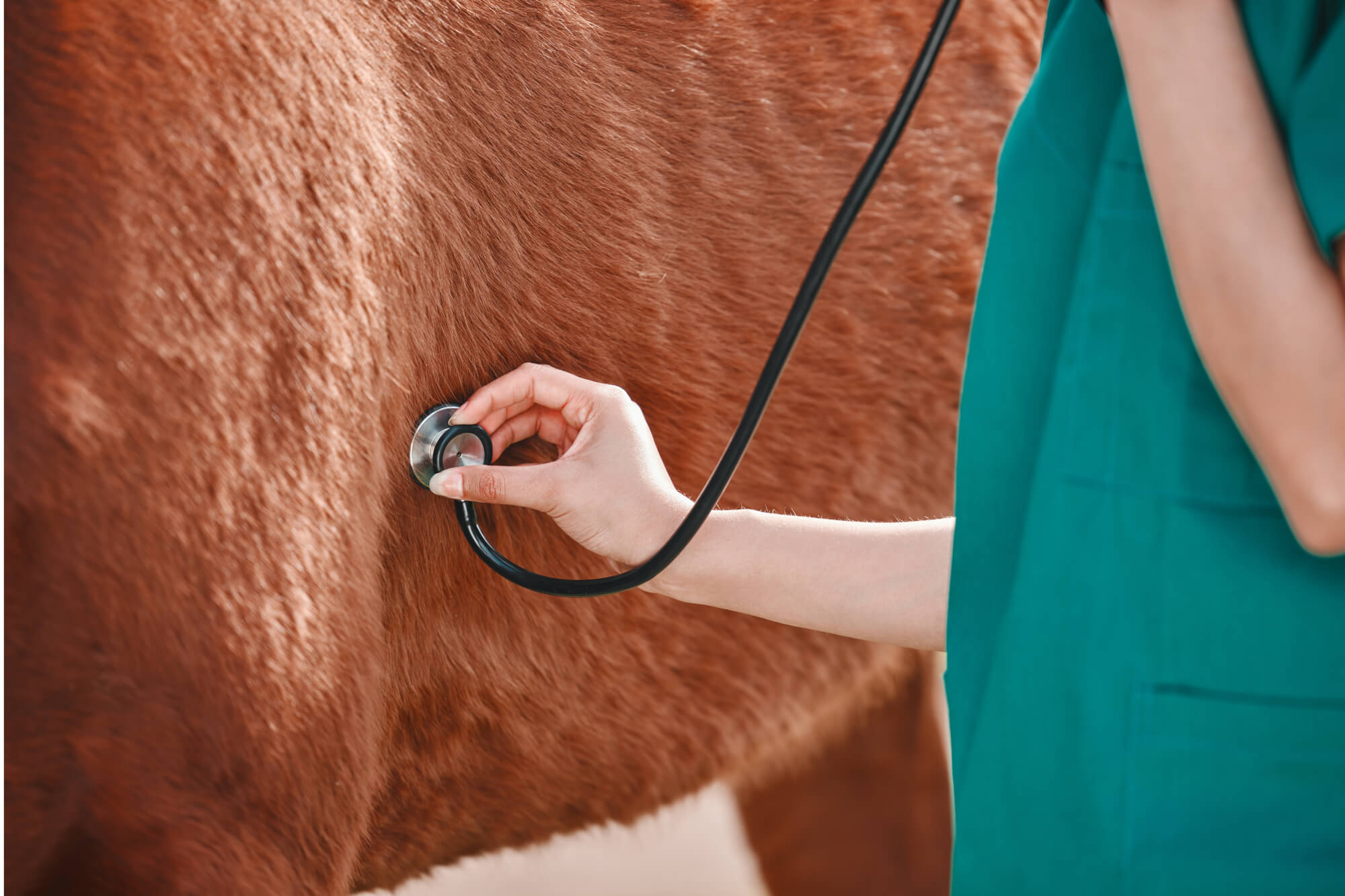 Horseheads, NY Veterinary Care Services Horseheads, NY Veterinary Care Services