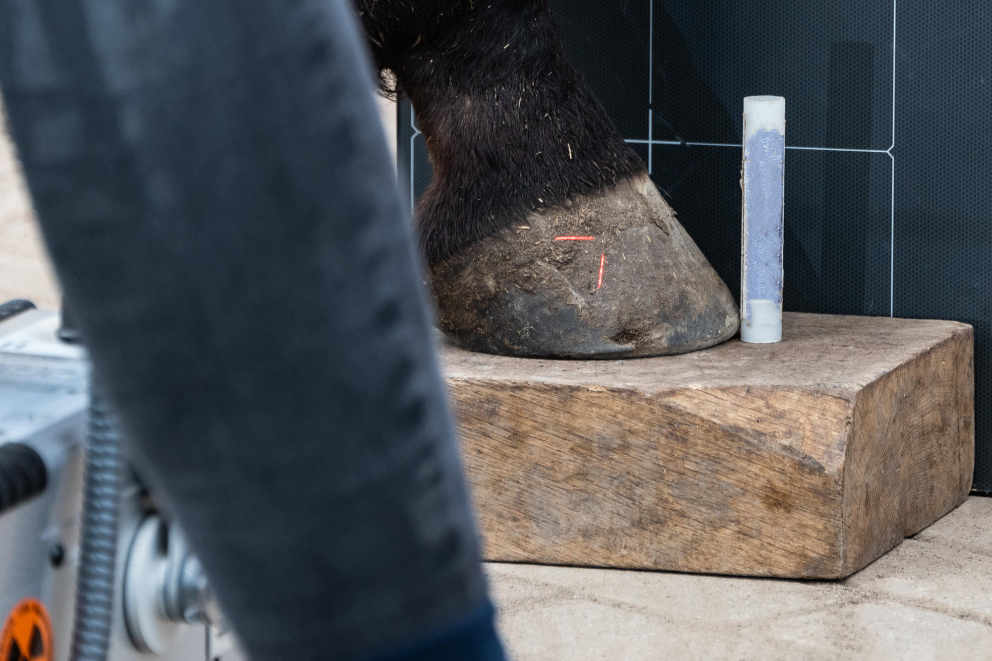 Horseheads, NY Livestock Veterinarian Horseheads, NY Livestock Veterinarian